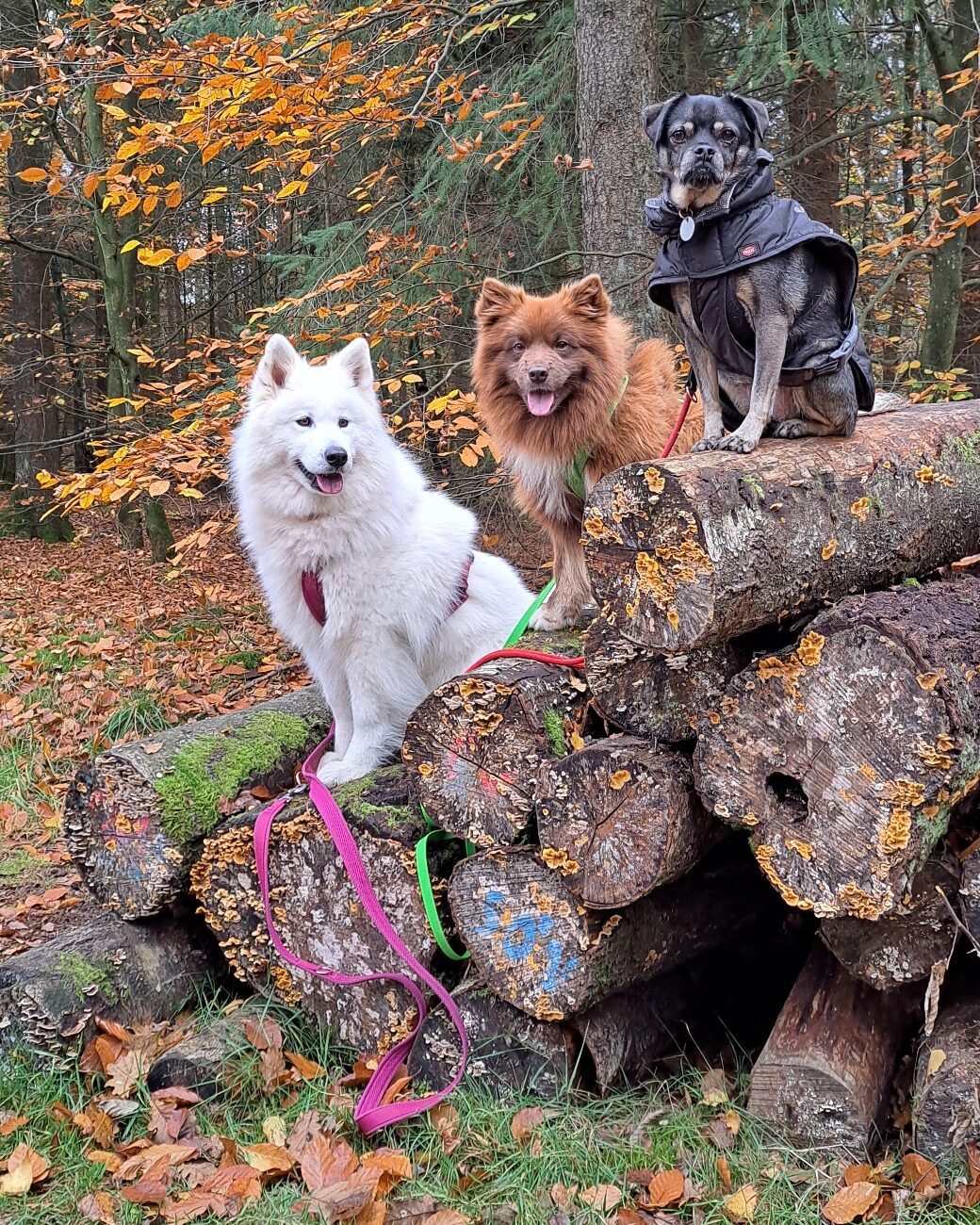 Herbstzauber mit Hund in Rendsburg